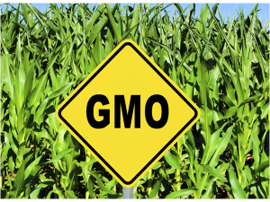 GMO