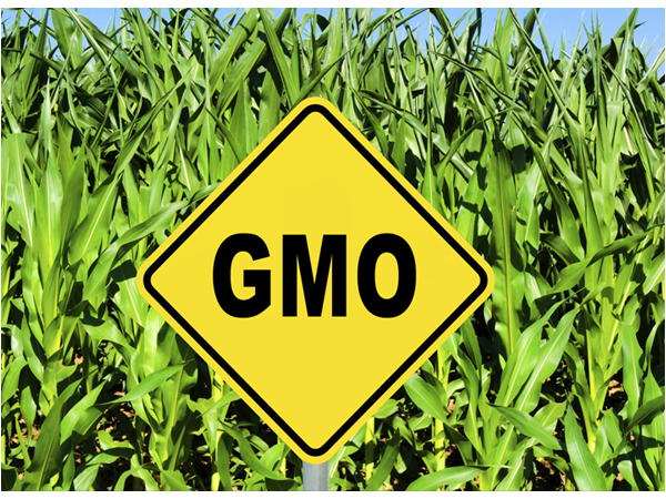 GMO