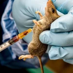 NCDC Records 109 Deaths, 469 Cases of Lassa Fever in 2026